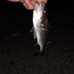 サバ祭り チョイとチーバス