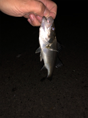 サバ祭り チョイとチーバス