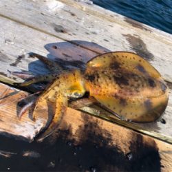 つりぴぃぽぉ釣果