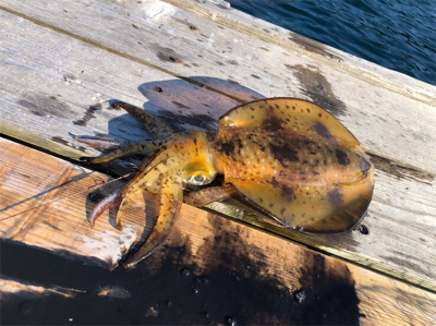 つりぴぃぽぉ釣果