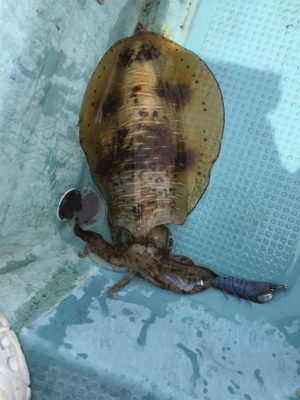 タイラバ  エギング