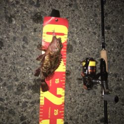 やっと釣れた(´∀`)