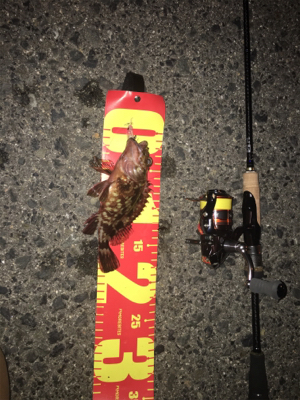 やっと釣れた(´∀`)