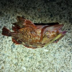 メバル、アジ狙いで