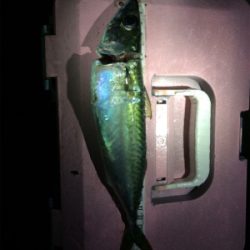 5目ライトゲーム(*^ω^*)