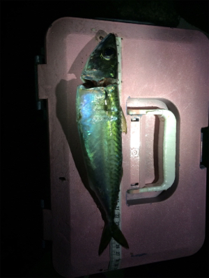 5目ライトゲーム(*^ω^*)