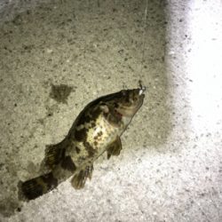 今年初アジング