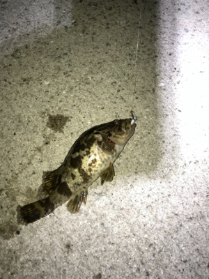 今年初アジング