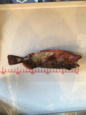 エギング 穴釣り