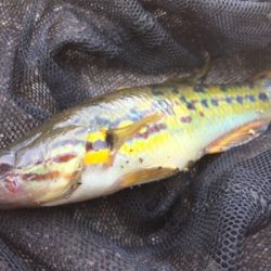 石垣島！ハゼ！