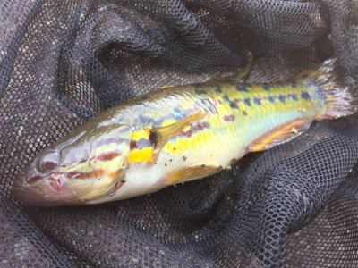 石垣島！ハゼ！