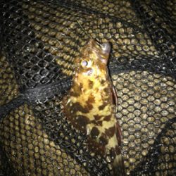 やっぱりミニガシラのみ…σ(^_^;)