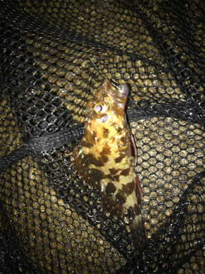 やっぱりミニガシラのみ…σ(^_^;)