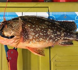 出た！！ビッグアコウ！マイボートで丹後タイラバ釣行