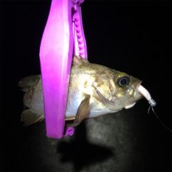 食コンアジング