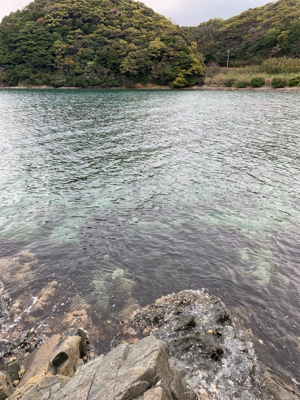 アオリイカ釣果！