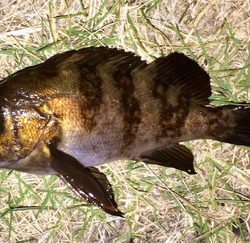 メバリンガー1855〜1935