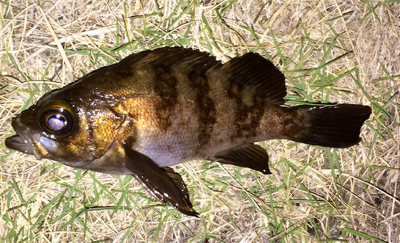 メバリンガー1855〜1935