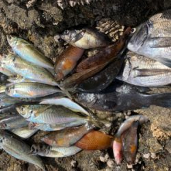 津久見市 地磯フカセチヌ