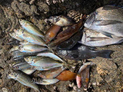 津久見市 地磯フカセチヌ