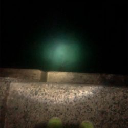 人生初アオリイカ