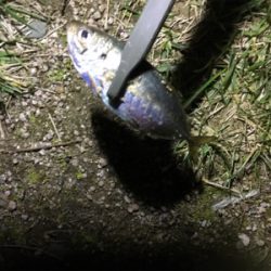 アジングゲーム