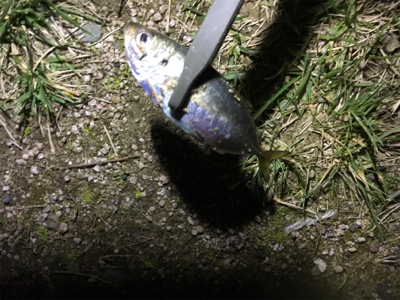 アジングゲーム