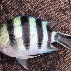 石垣 ライトゲーム！