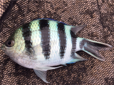 石垣 ライトゲーム！