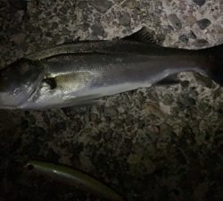 秋田港ナイトシーバス