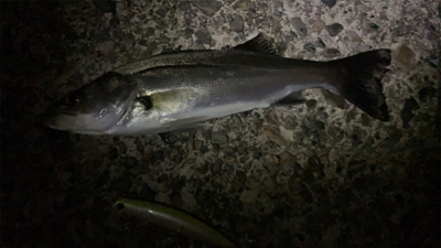 秋田港ナイトシーバス