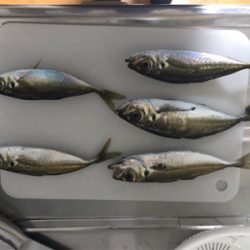 久しぶりのアジング