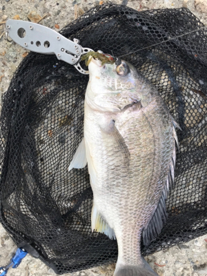 黄チニング上達しました