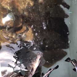 SFC プライベートボートで仙台湾五目釣り