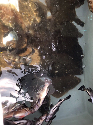 SFC プライベートボートで仙台湾五目釣り