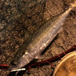 シーバスが釣りたい