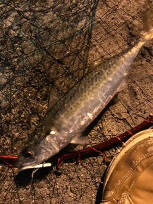 シーバスが釣りたい