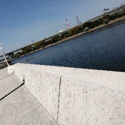 お昼はボラ〜夜はバチ抜け