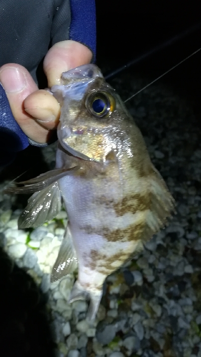 ナイトメバリング