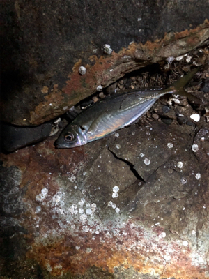 ナイトアジング