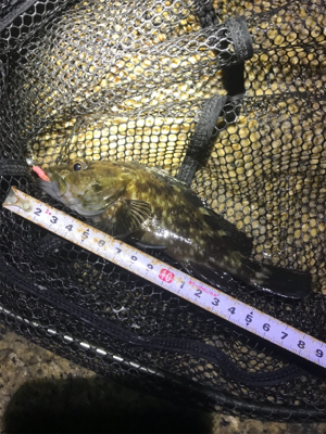 ミニガシラ祭り(^｡^)