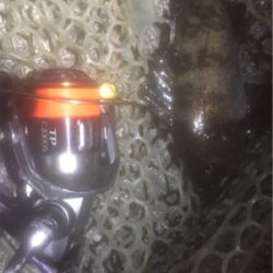 プラッキングボラ