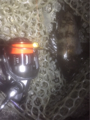 プラッキングボラ