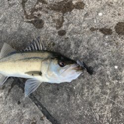 にこつぶシーバス 。