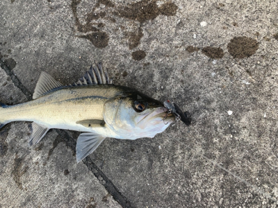 にこつぶシーバス 。