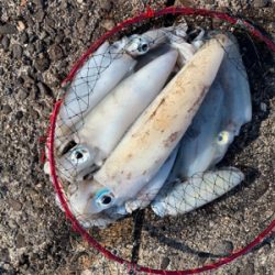 春イカを求めて