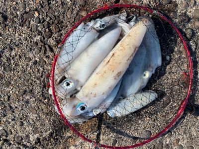 春イカを求めて