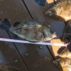 SFC プライベートボートで仙台湾五目釣り