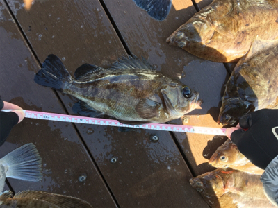 SFC プライベートボートで仙台湾五目釣り