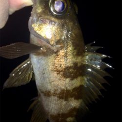 メバリンガー1835〜1920